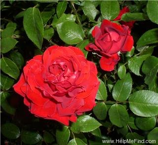 'Red Cedar' rose photo