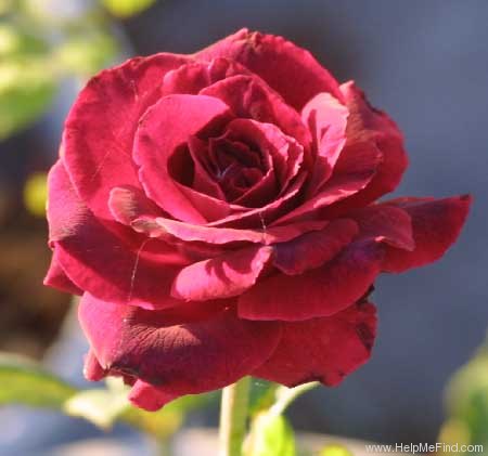 'Blackstone' rose photo