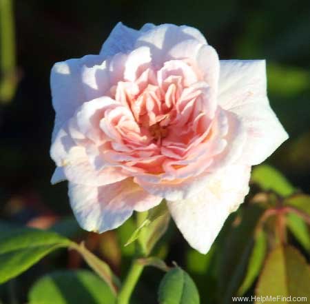 'Cécile Brunner, Cl. (cl. polyantha, Hosp, 1894)' rose photo