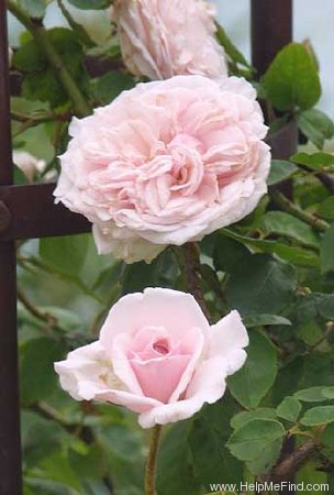 'Souvenir de la Malmaison, Cl.' rose photo