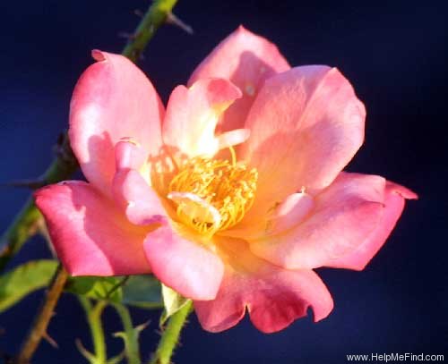 'Joseph's Coat' rose photo