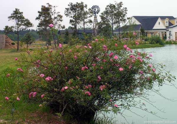 'Swamp Rose' rose photo