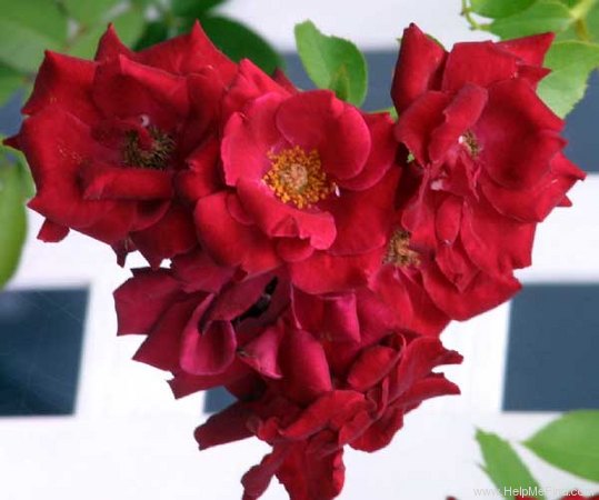 'Red Fountain' rose photo
