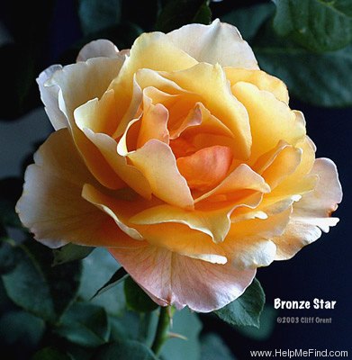 'Bronze Star ™ (hybrid tea, Weeks, 2000)' rose photo