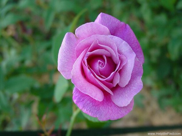 'Le Vésuve (china, Laffay, 1825)' rose photo