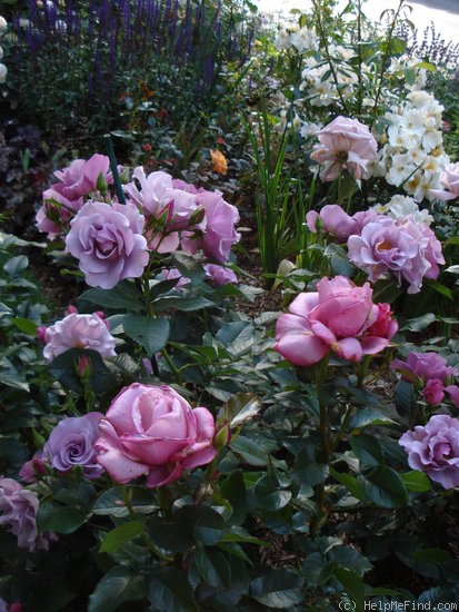 'Barbra Streisand ®' rose photo