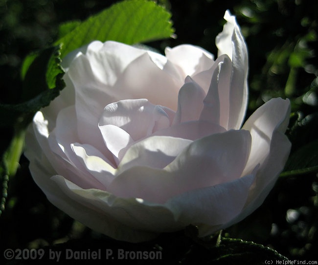 'Rosa rugosa alba plena' rose photo