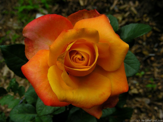 'Amber® (florist's rose, Spek)' rose photo