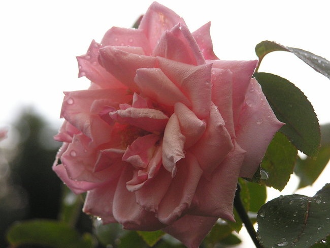 'Country Care Roses'  photo