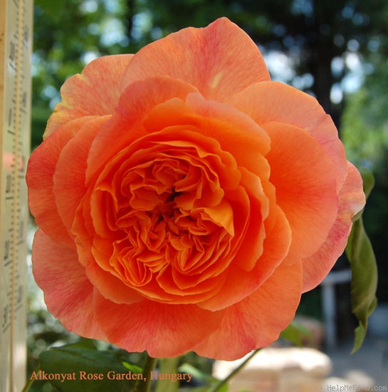 'Papi Delbard ®' rose photo