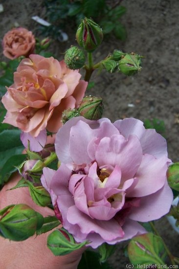 'Lavender Pinocchio (Floribunda, Boerner, 1948)' rose, click to enlarge 'Lavender Pinocchio (Floribunda, Boerner, 1948)' rose photo