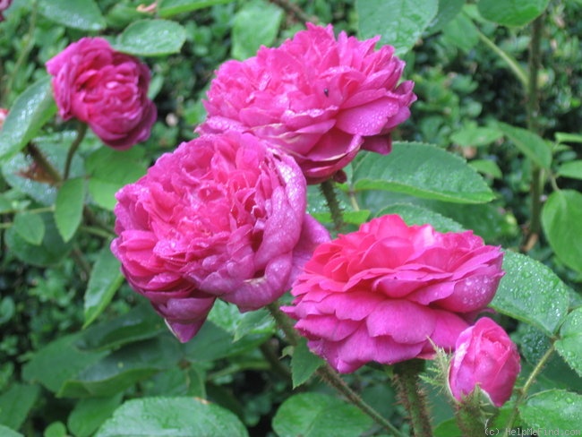 'Eugénie Guinoisseau (moss, Guinoisseau, 1864)' rose, click to enlarge 'Eugénie Guinoisseau (moss, Guinoisseau, 1864)' rose photo
