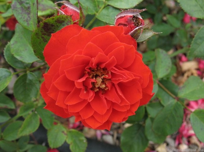 'Orange Sunblaze ™' rose photo
