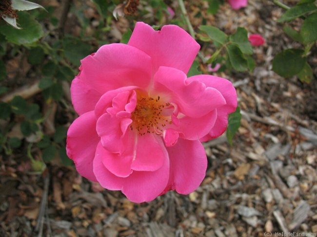 'Kitty Kininmonth' rose photo