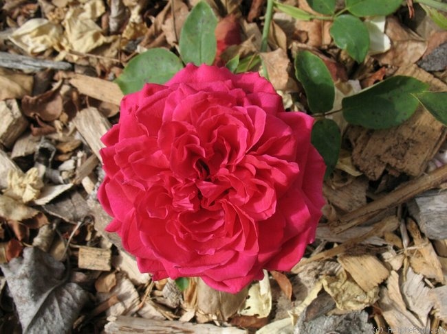 'Belgica' rose photo