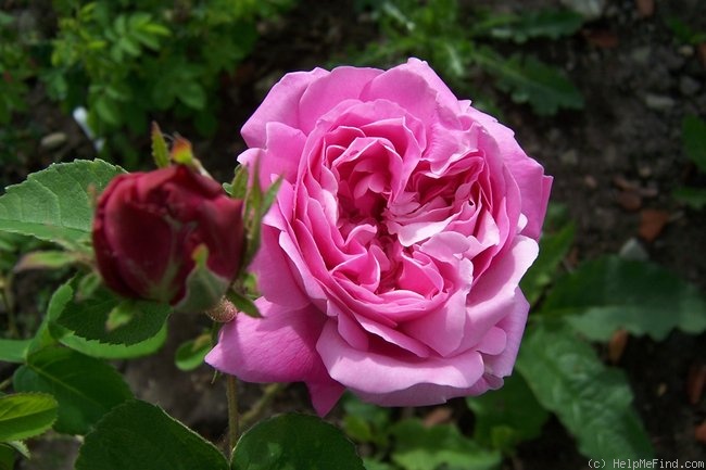 'Duc de Fitzjames' rose photo