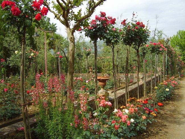 'Carla Fineschi Foundation Rose Garden'  photo