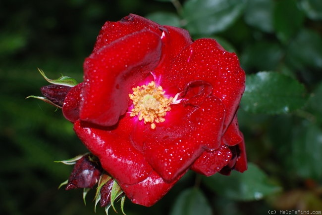 'Schwarzer Samt' rose photo