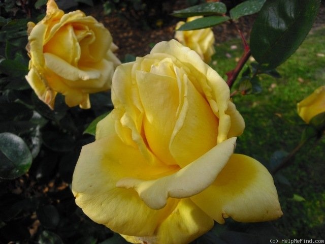 'Anni Däneke' rose photo