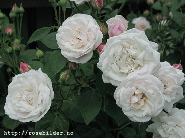 'Louise d'Arzens' rose photo