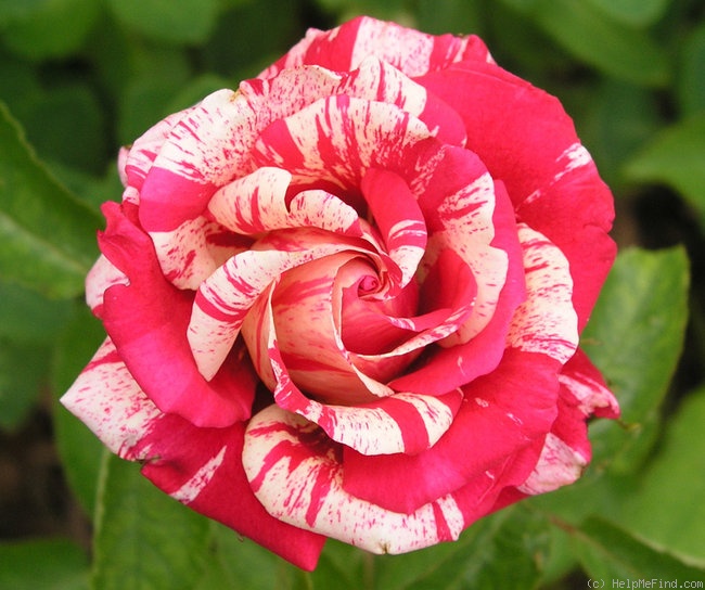 'Papageno ®' rose photo