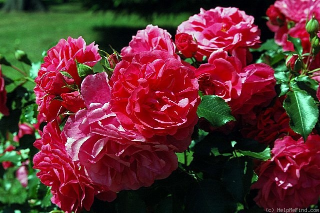 'Rosarium Uetersen' rose photo