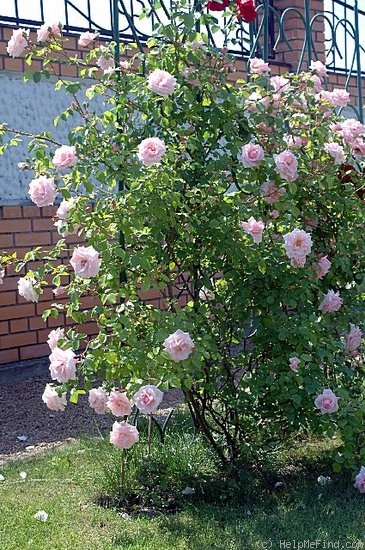 'New Dawn (large flowered climber, Dreer 1930)' rose photo