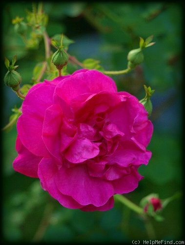 'Cerise Bouquet (shrub, Tantau/Kordes, 1937)' rose photo