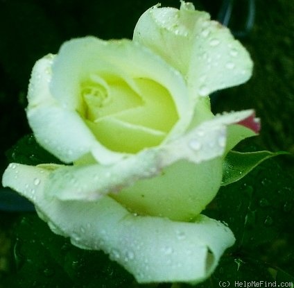 'Feu Pernet-Ducher' rose, click to enlarge 'Feu Pernet-Ducher' rose photo