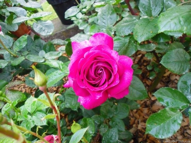 'Chartreuse de Parme' rose, click to enlarge 'Chartreuse de Parme' rose photo