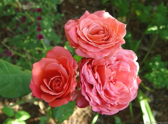 'Lady Bird (hybrid tea, Zary 2008)' rose photo