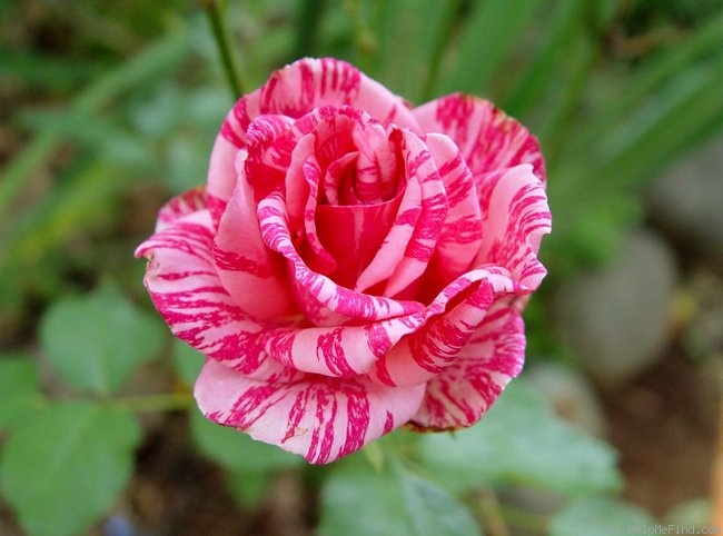 'Pink Intuition' rose photo