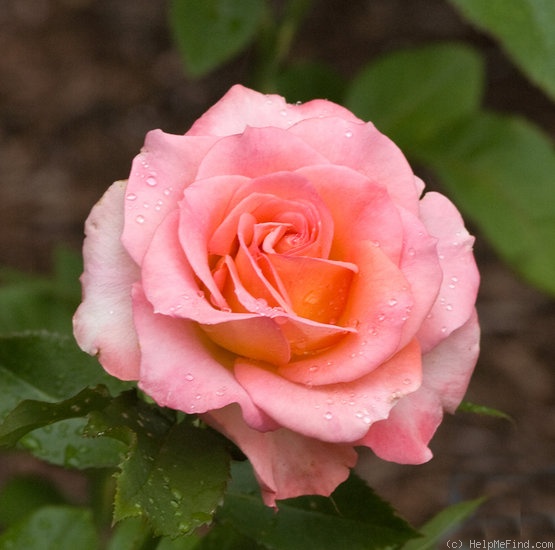 'Rejoice' rose photo