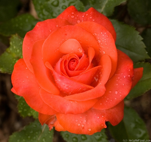 'Melody Maker' rose photo