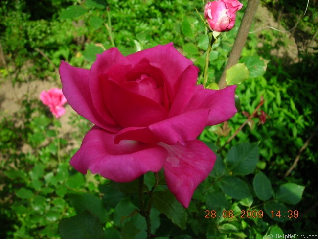 'Parade (climber, Boerner 1953)' rose, click to enlarge 'Parade (climber, Boerner 1953)' rose photo