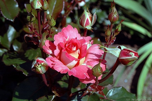 'Waikiki (grandiflora, McGredy 1977)' rose photo