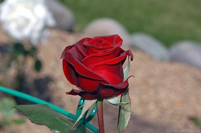 'Black Baccara ™' rose photo
