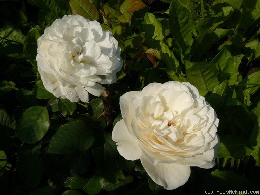 'Parky' rose photo