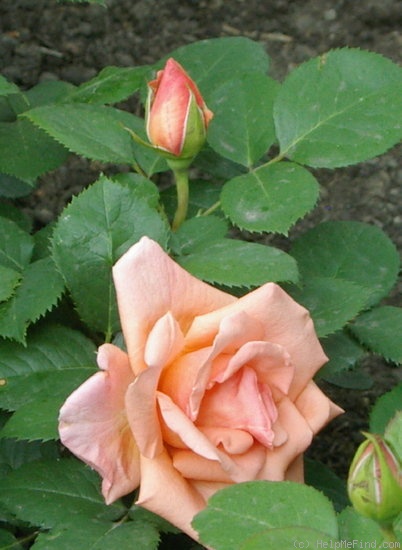 'Royal City Rose' rose photo
