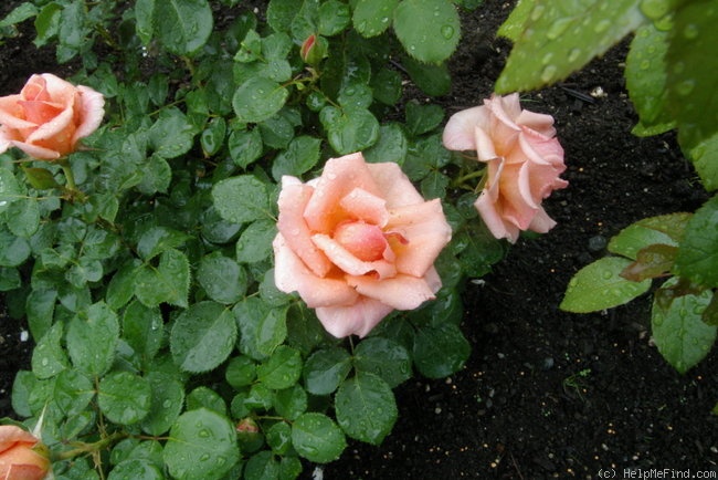 'Royal City Rose' rose photo