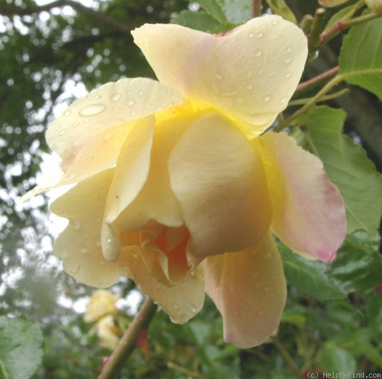 'Easlea's Golden Rambler' rose, click to enlarge 'Easlea's Golden Rambler' rose photo