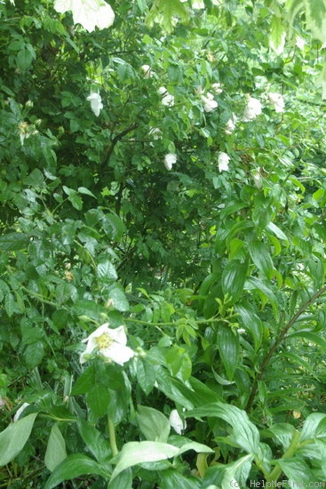 'Macrantha' rose photo