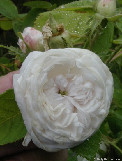 'Madame Zöetmans' rose photo