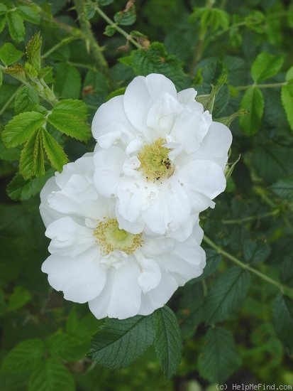 'Schneezwerg' rose photo