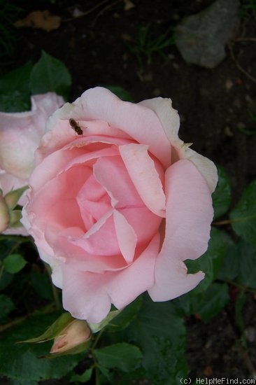 'Andenken an Alma de l'Aigle (hybrid musk, Kordes, 1948)' rose photo