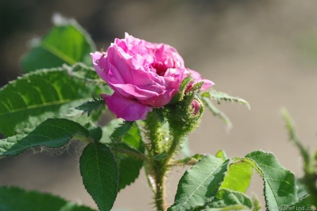 'Mousseux du Japon' rose photo