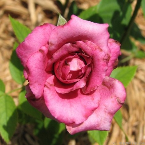 'Dejá Blu ™' rose photo