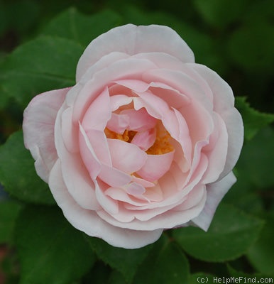 'Annie Vibert' rose photo