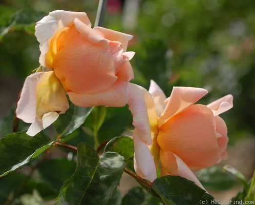'Arethusa (china, Paul, 1903)' rose, click to enlarge 'Arethusa (china, Paul, 1903)' rose photo