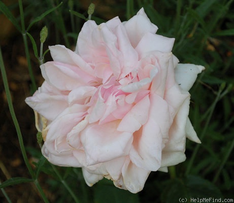 'Bianca (hybrid tea, Pemberton, 1927)' rose photo